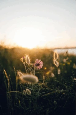 Photo Douceur Imprimée En France Sur Du Papier En Chanvre A3 Et A4