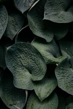 Photo Itaka Imprimée En France Sur Du Papier En Chanvre A3 Et A4