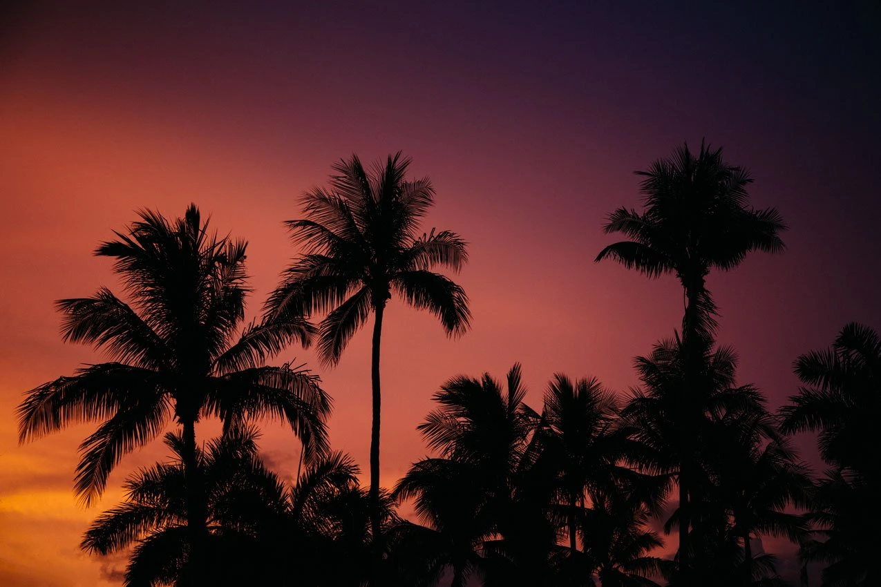 Photo Palms Imprimé à Bordeaux Sur Bois Certifié Prêt à Accrocher 30x45 Cm Ou 20x30cm 3 Photo Palms Imprimé à Bordeaux Sur Bois Certifié Prêt à Accrocher 30x45 Cm Ou 20x30cm