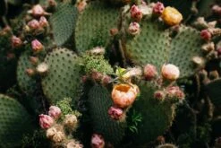 Photo Pearl Imprimée En France Sur Du Papier En Chanvre A3 Et A4