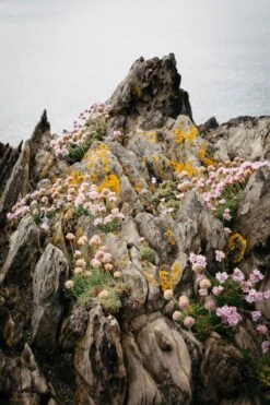 Photo Penny Imprimée En France Sur Du Papier En Chanvre A3 Ou A4