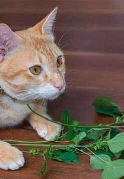 Kit De Plantation Resetea -Clothing Discounts Store kit auto culture cataire