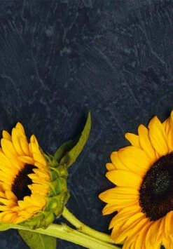 Kit De Plantation Resetea -Clothing Discounts Store kit auto culture tournesol