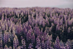 Photo Purple Imprimé à Bordeaux Sur Bois Certifié Prêt à Accrocher 30x45 Cm Ou 20x30 Cm